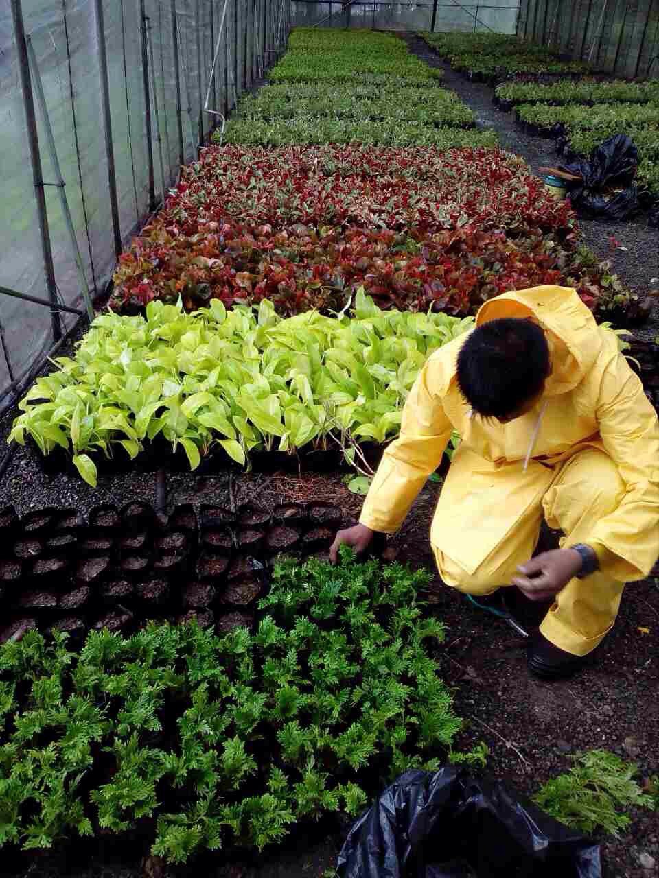 GARDENING