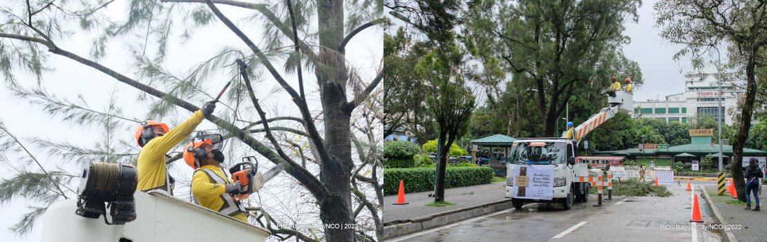 Pruning & Tree Care