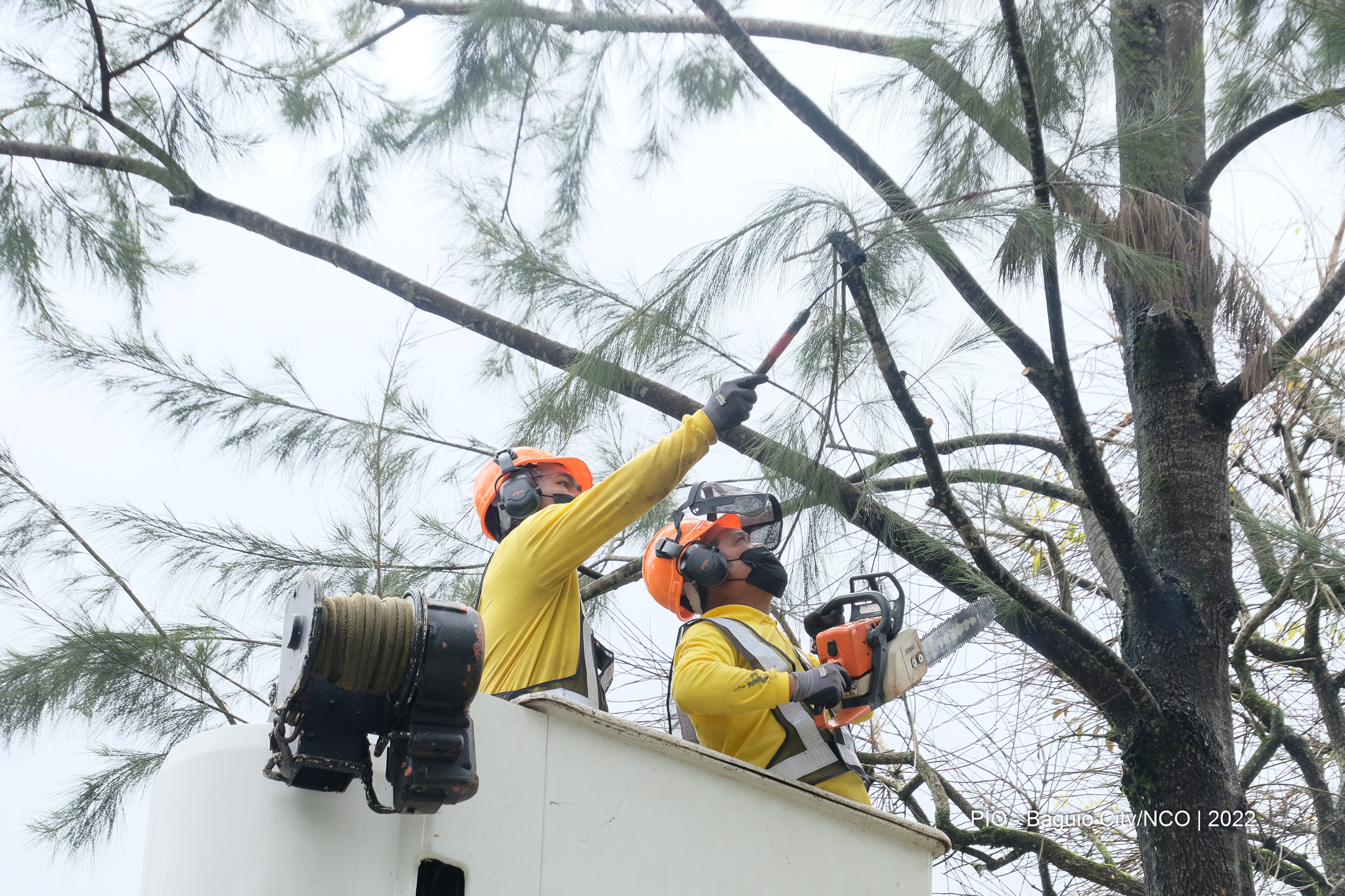 Tree Care