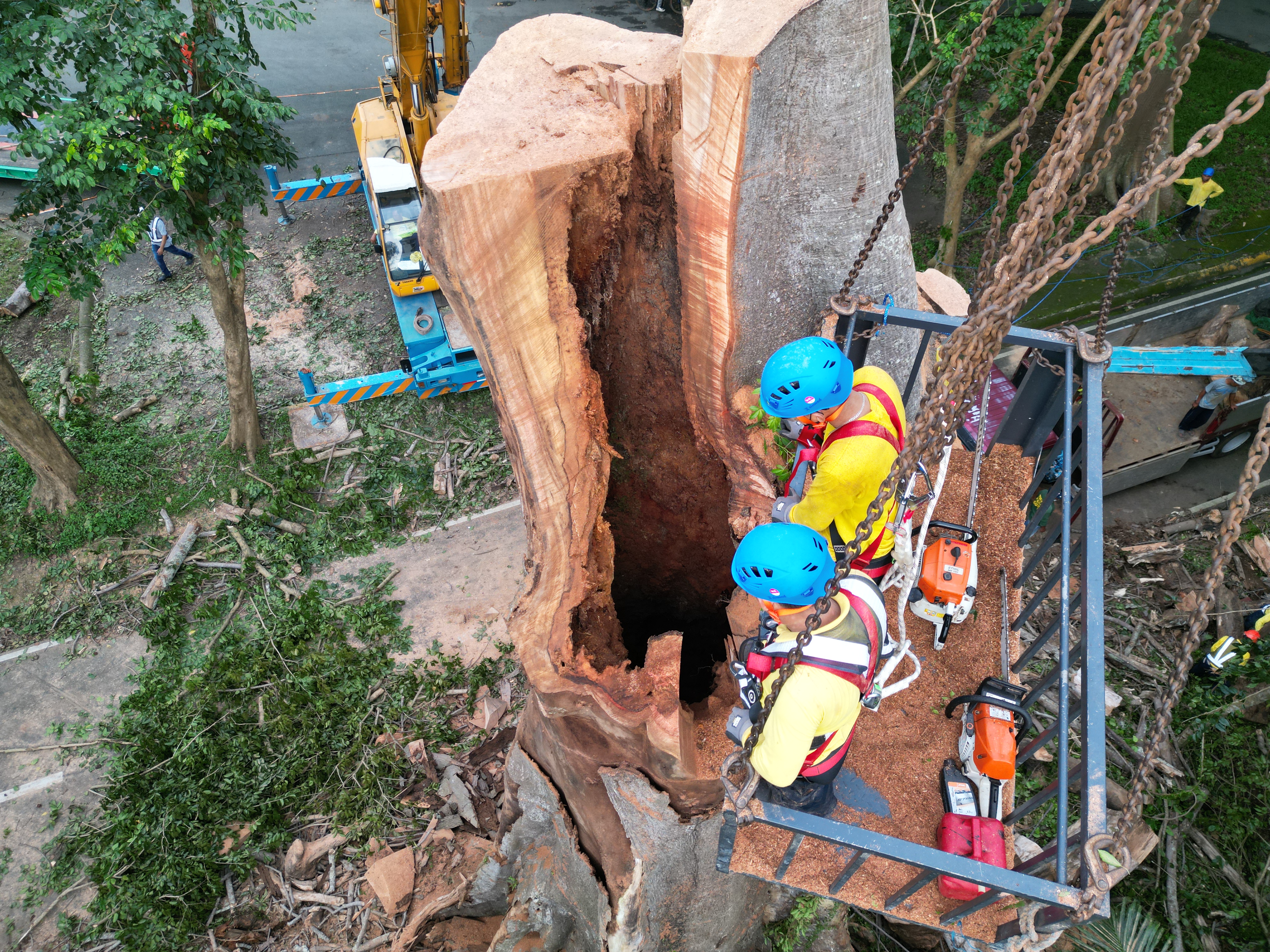 Tree Care
