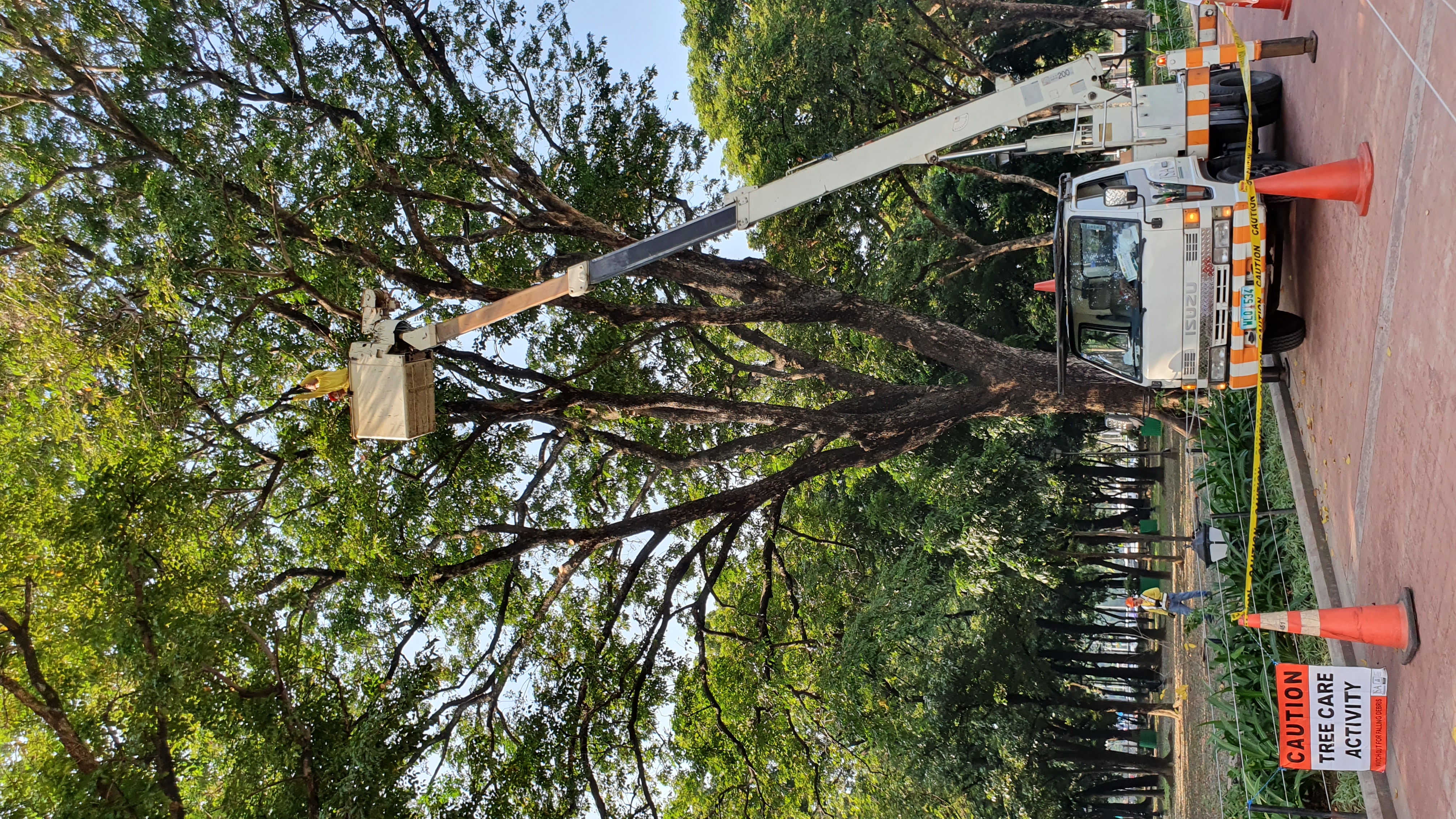 Tree Care