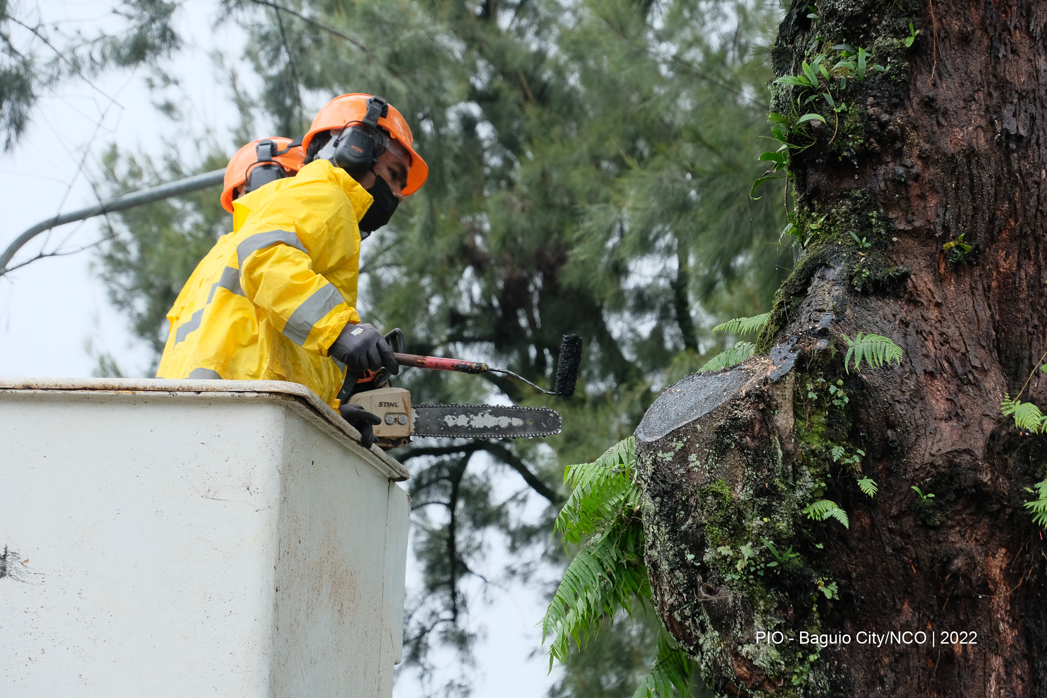 Tree Care