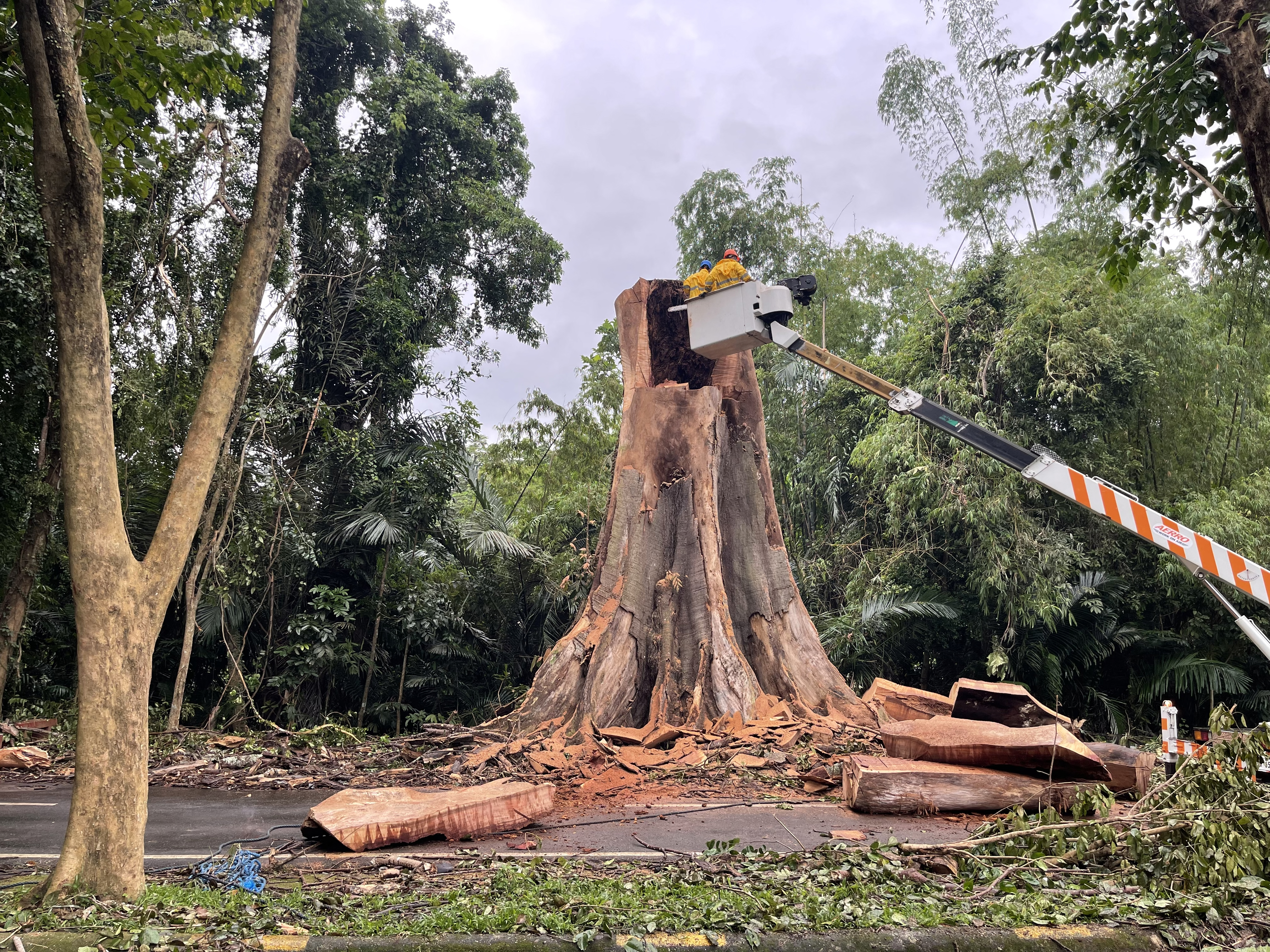 Tree Care