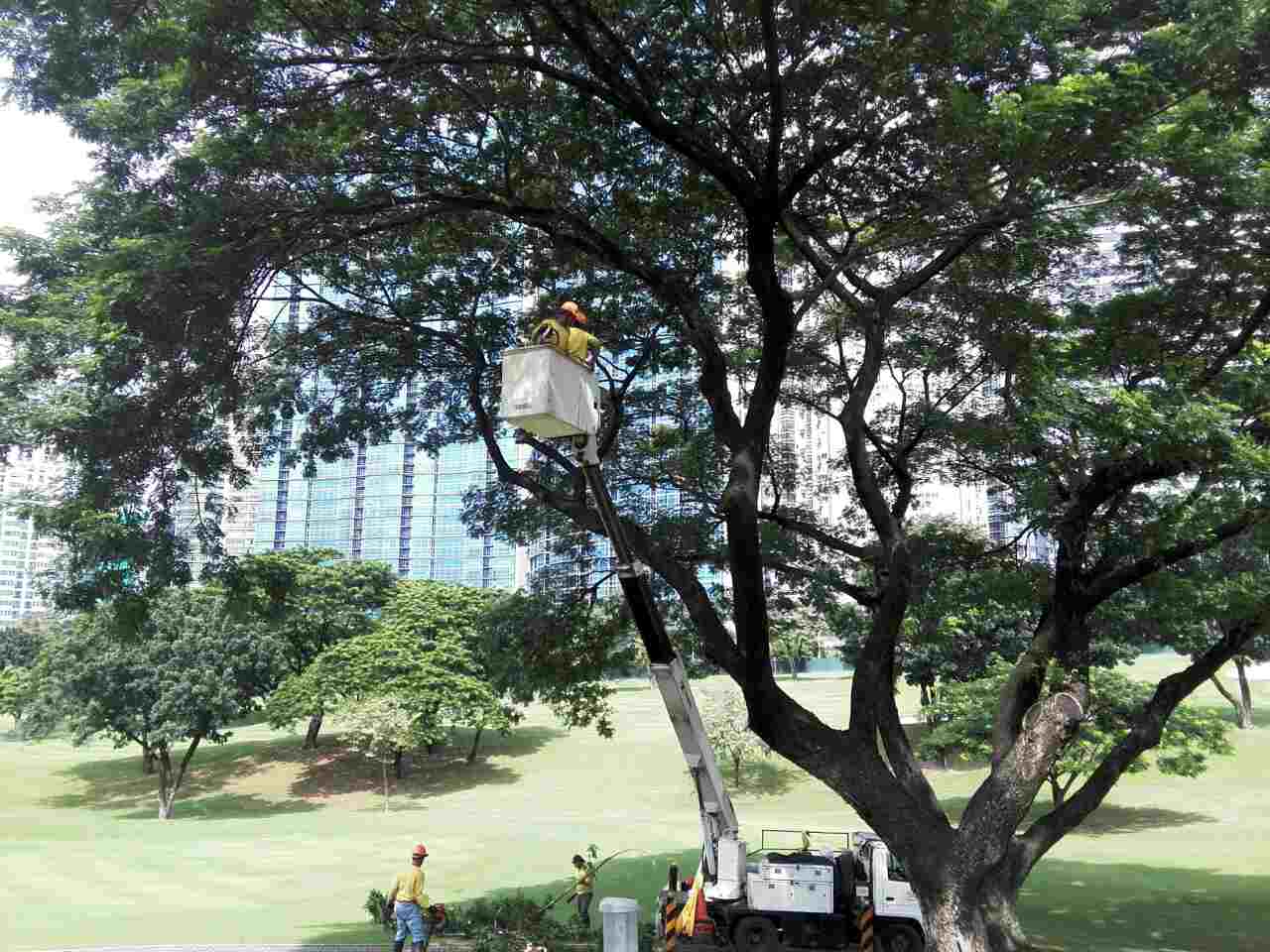 Tree Care