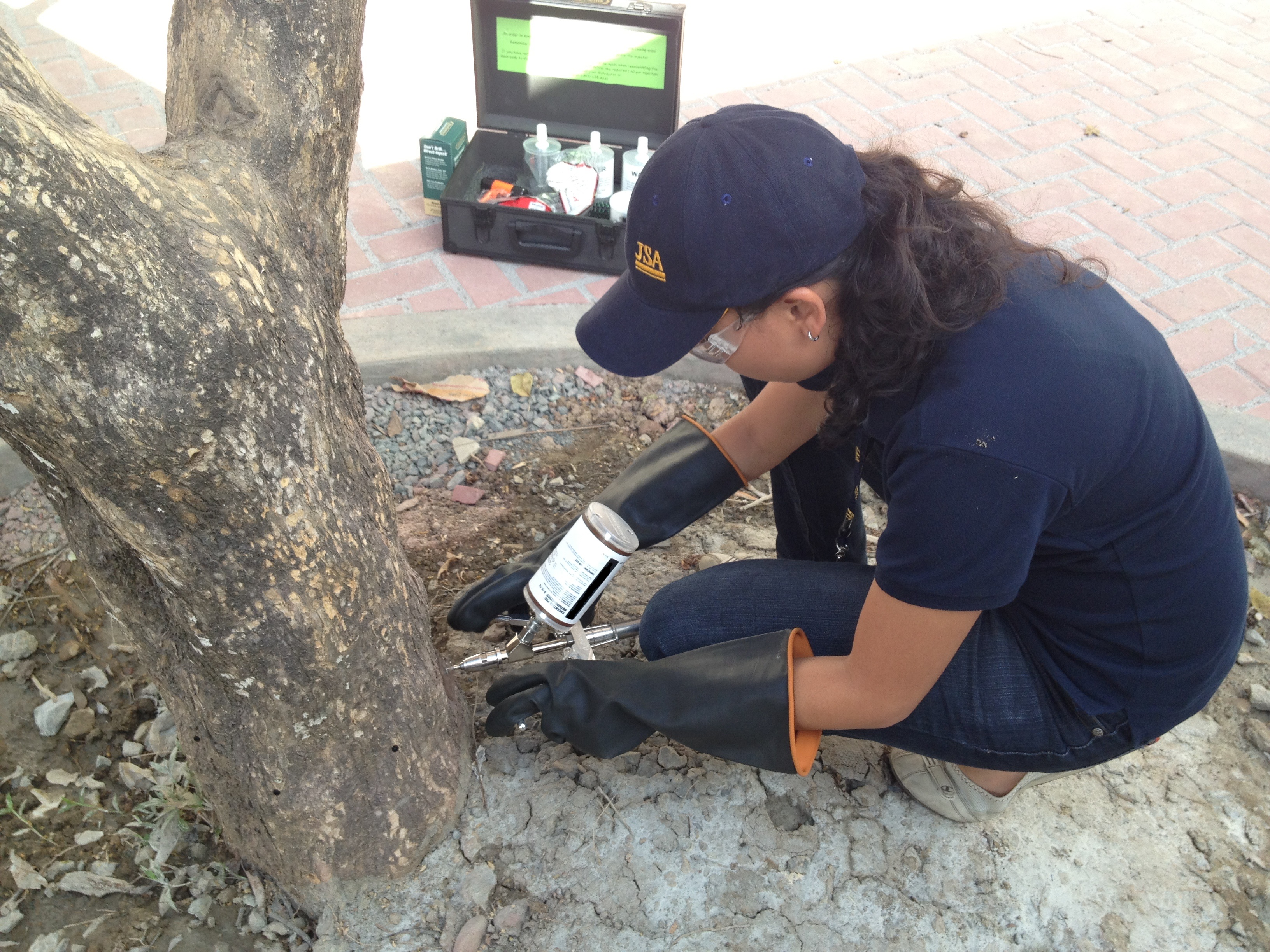Tree Care