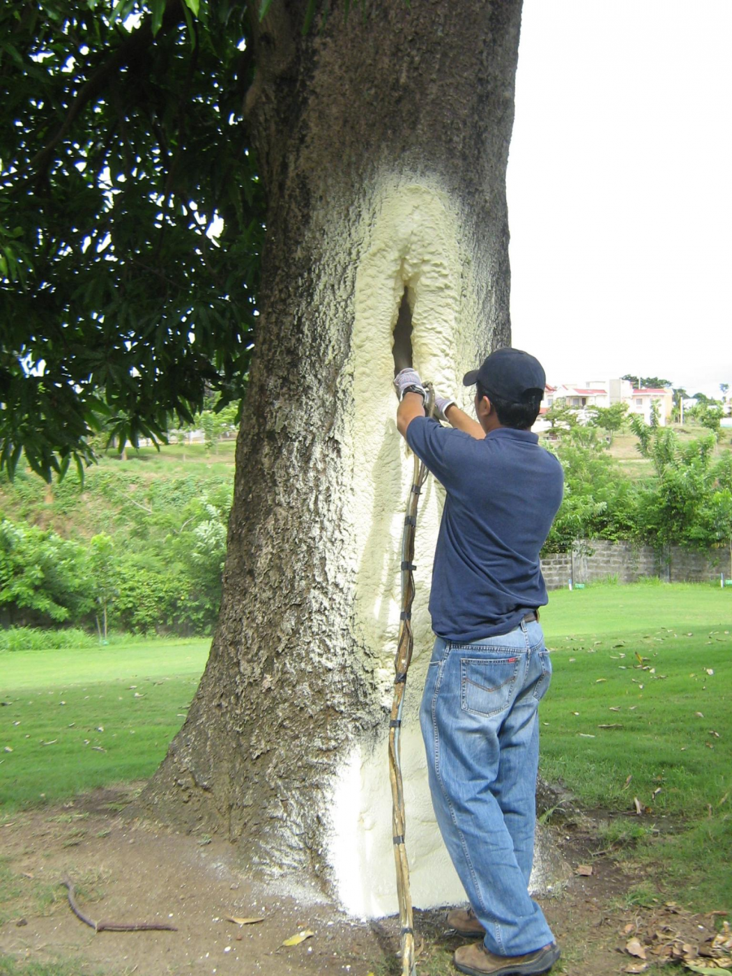 Tree Care