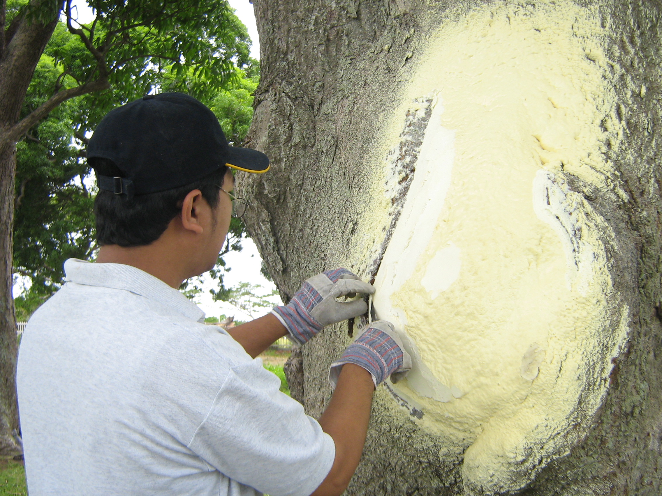 Tree Care