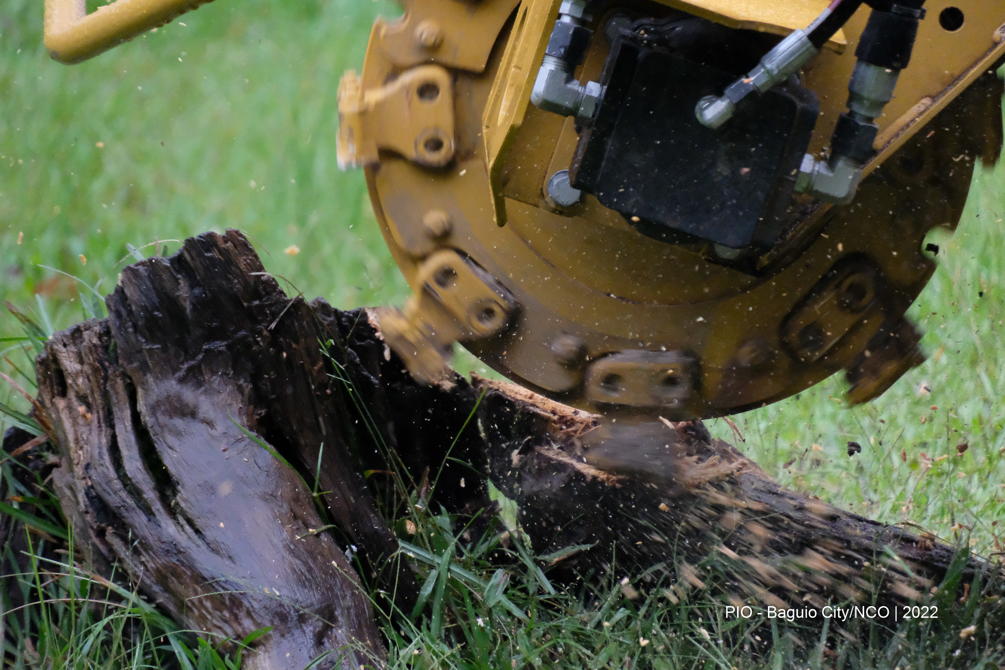Tree Care
