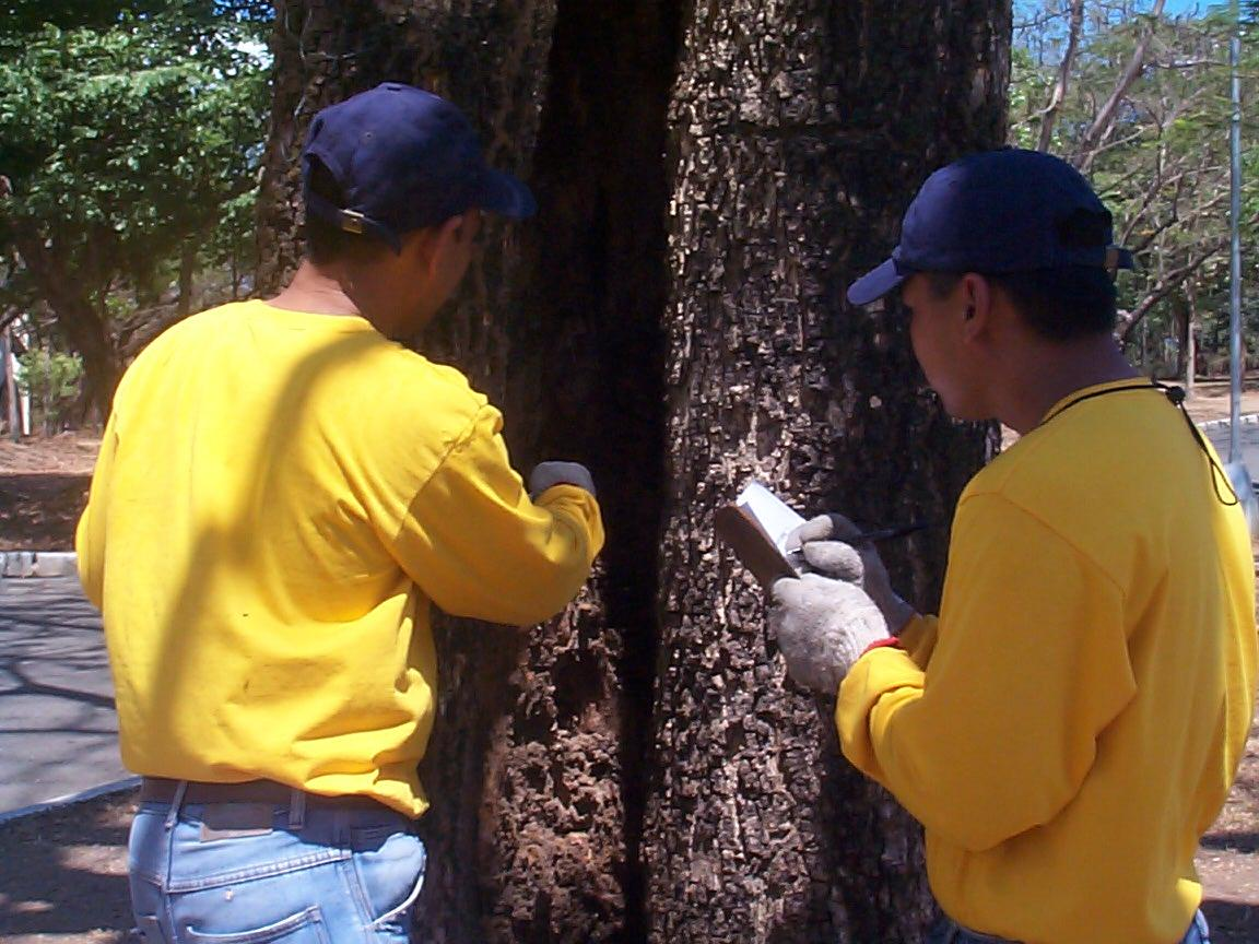 Tree Care